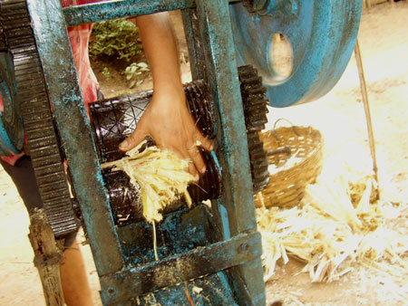 processing sugar cane with a hand crank